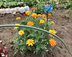 マリーゴールド