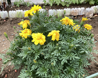 マリーゴールド