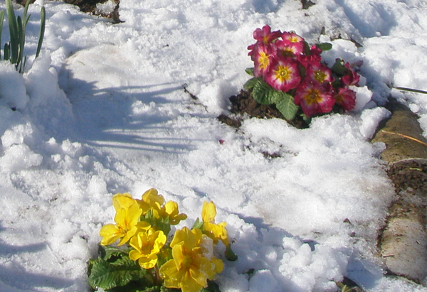 プリムラポリアンサ